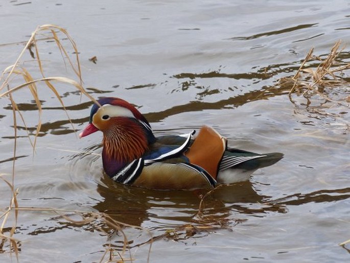 Aix galericulata, kachnička mandarinská