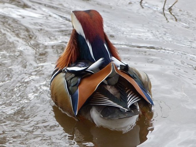 Aix galericulata, kachnička mandarinská