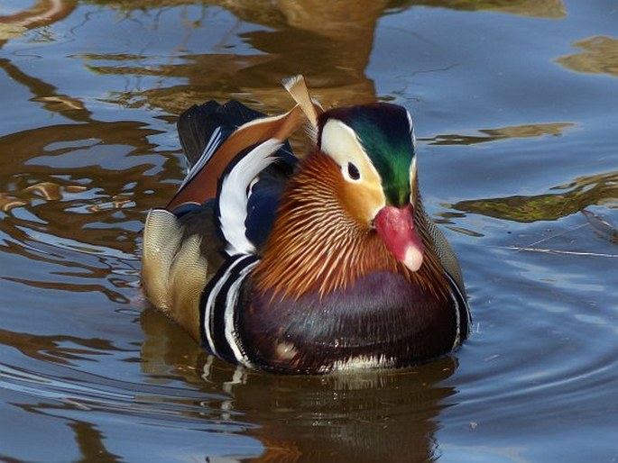 Aix galericulata, kachnička mandarinská