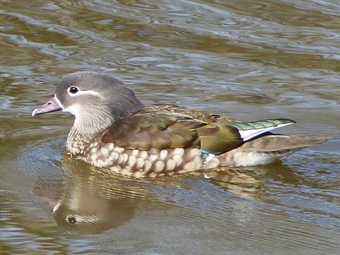 Aix galericulata, kachnička mandarinská