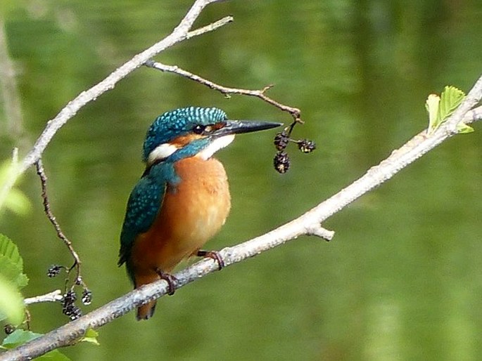 Alcedo atthis