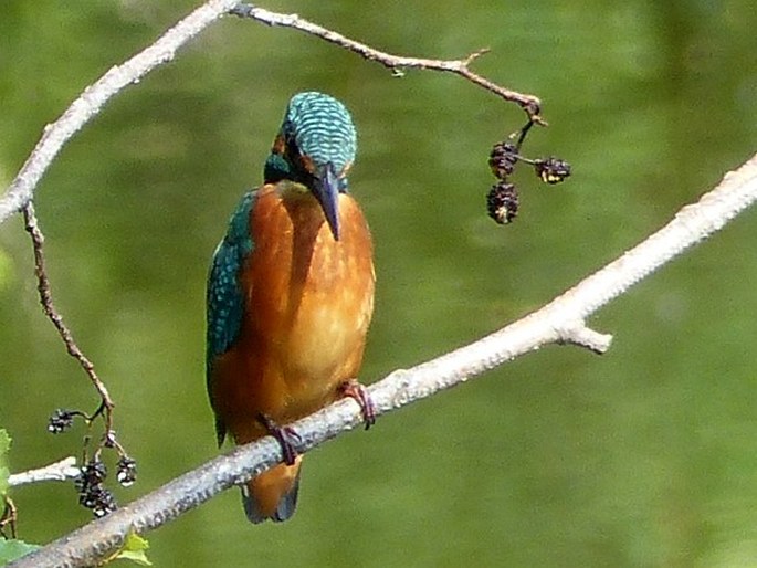 Alcedo atthis