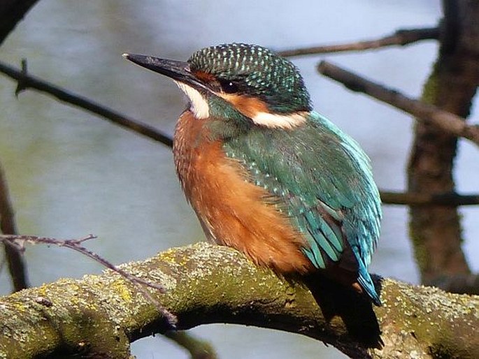 Alcedo atthis