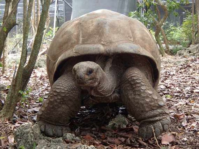 Aldabrachelys gigantea, želva obrovská
