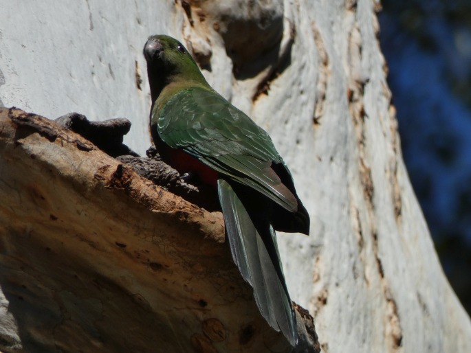 Alisterus scapularis, papoušek královský