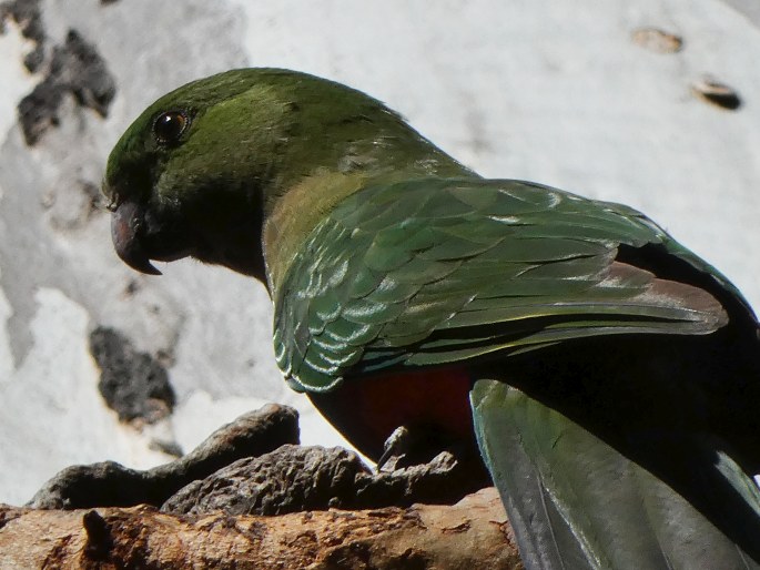 Alisterus scapularis, papoušek královský