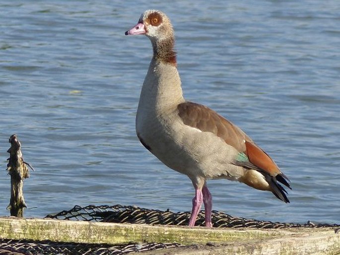 Alopochen aegyptiaca (Linnaeus, 1766); husice nilská