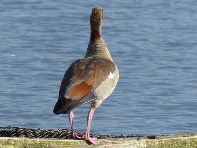 Alopochen aegyptiaca, husice nilská