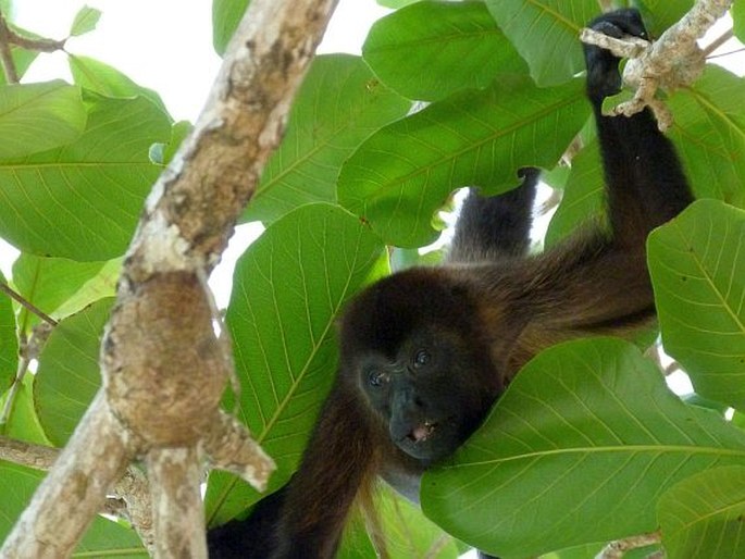 Alouatta palliata, vřešťan pláštíkový