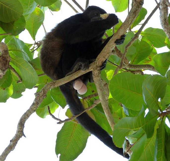 Alouatta palliata, vřešťan pláštíkový