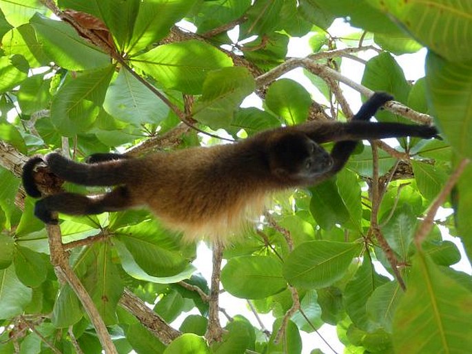 Alouatta palliata, vřešťan pláštíkový