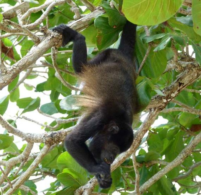 Alouatta palliata, vřešťan pláštíkový