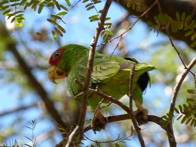 Amazona albifrons, amazoňan běločelý