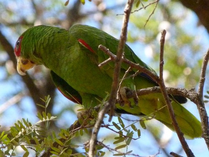 Amazona albifrons, amazoňan běločelý