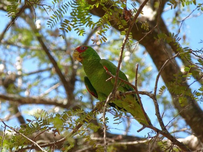 Amazona albifrons, amazoňan běločelý