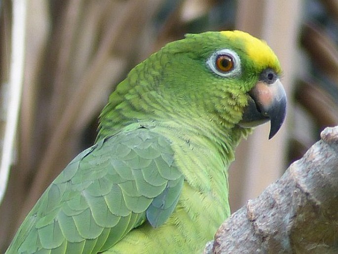 Amazona ochrocephala, amazoňan žlutohlavý