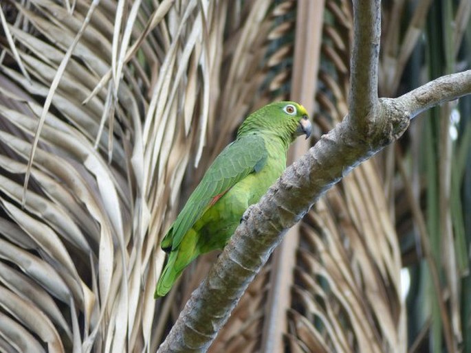 Amazona ochrocephala, amazoňan žlutohlavý