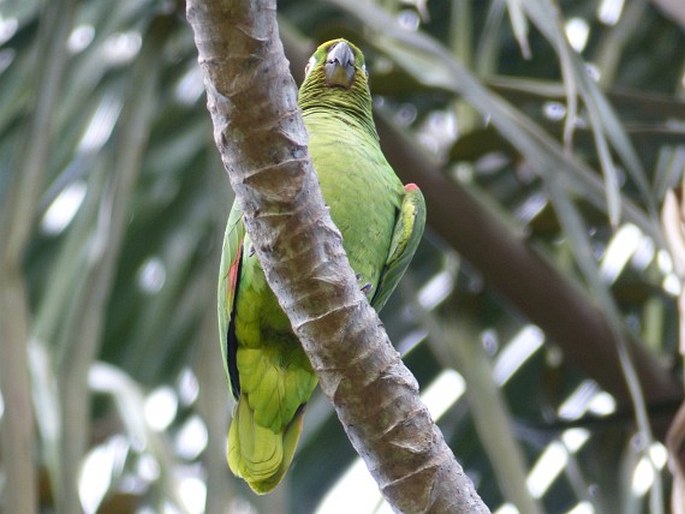 Amazona ochrocephala, amazoňan žlutohlavý