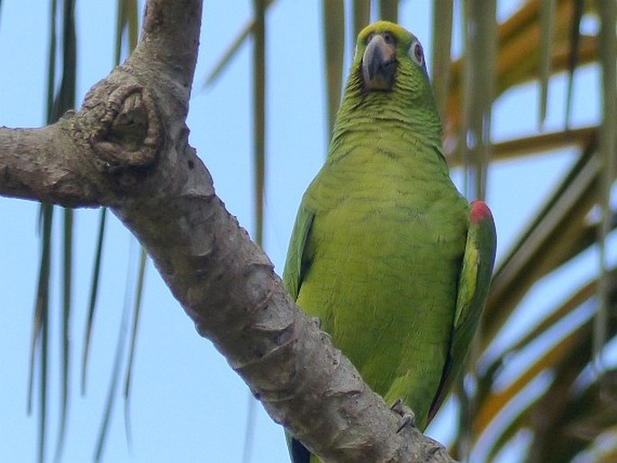 Amazona ochrocephala, amazoňan žlutohlavý