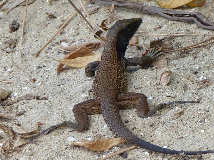 Ameiva atrigularis, amejva