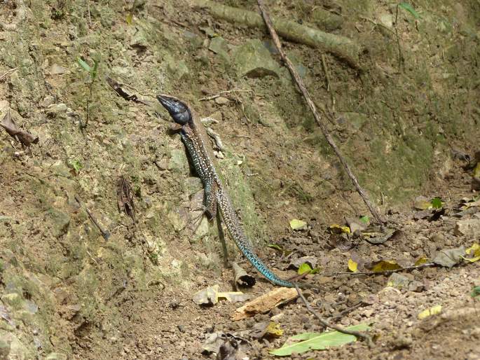 Ameiva atrigularis, amejva