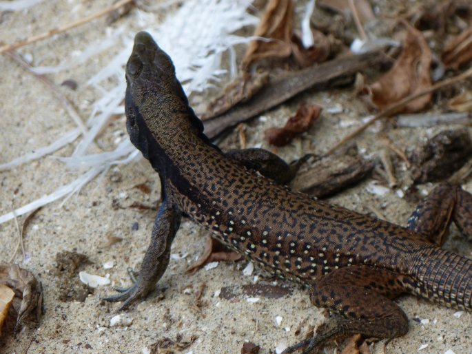 Ameiva atrigularis, amejva