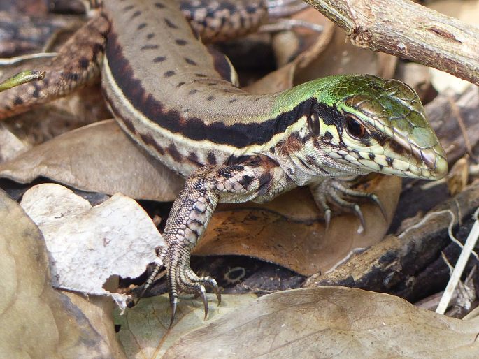 Ameiva atrigularis, amejva