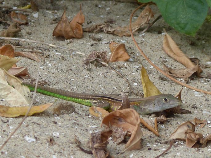 Ameiva atrigularis, amejva