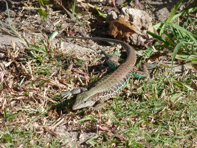 Ameiva ameiva, amejva obecná