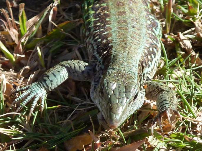 Ameiva ameiva, amejva obecná