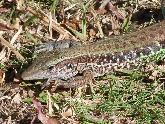 Ameiva ameiva, amejva obecná