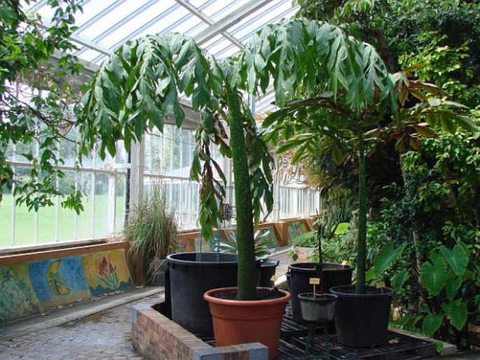 Amorphophallus titanum