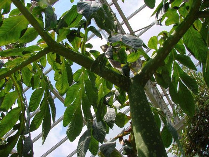 Amorphophallus titanum