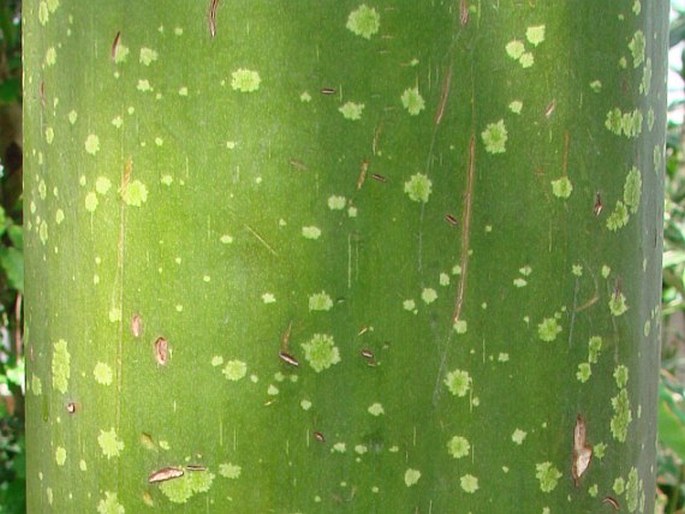 Amorphophallus titanum