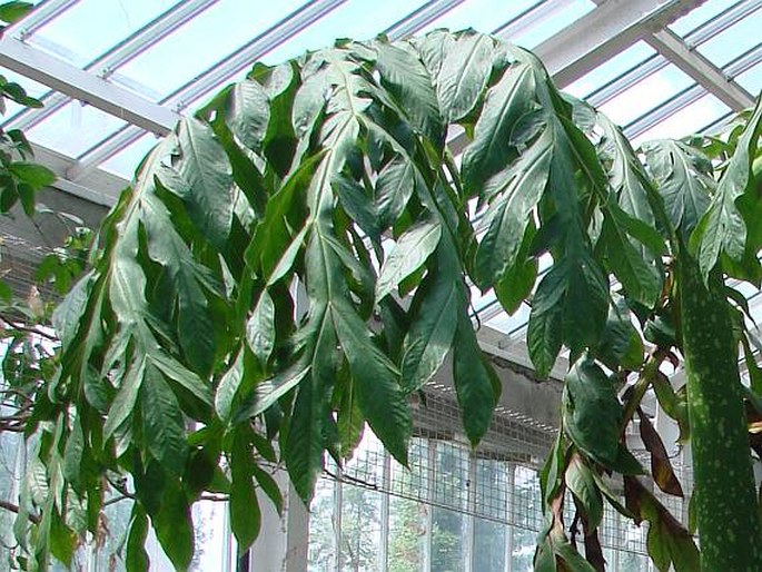 Amorphophallus titanum