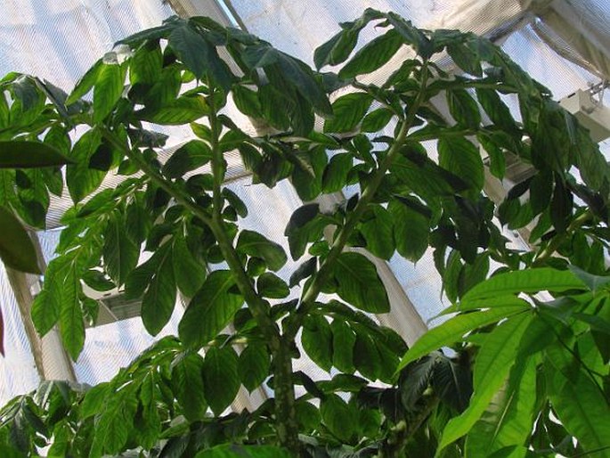 Amorphophallus titanum