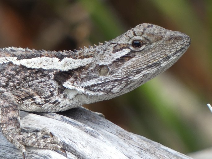 Amphibolurus muricatus