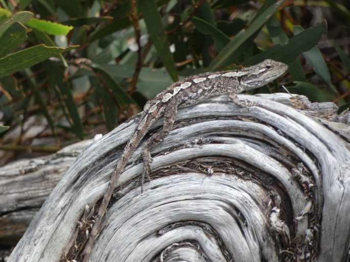 Amphibolurus muricatus