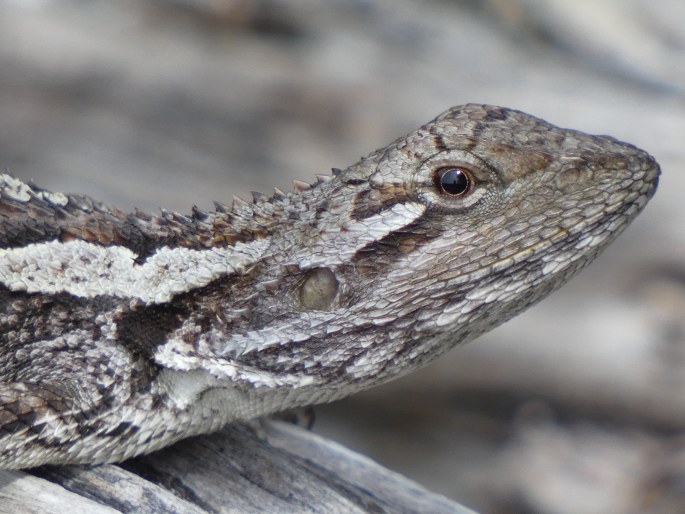 Amphibolurus muricatus