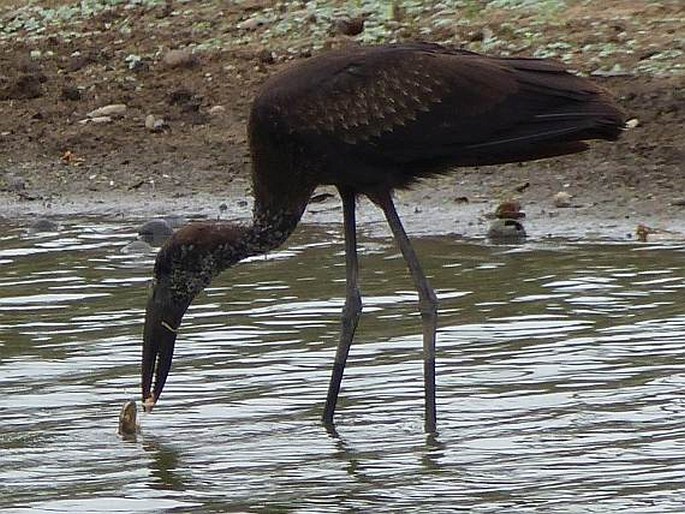 Anastomus lamelligerus, zejozob africký