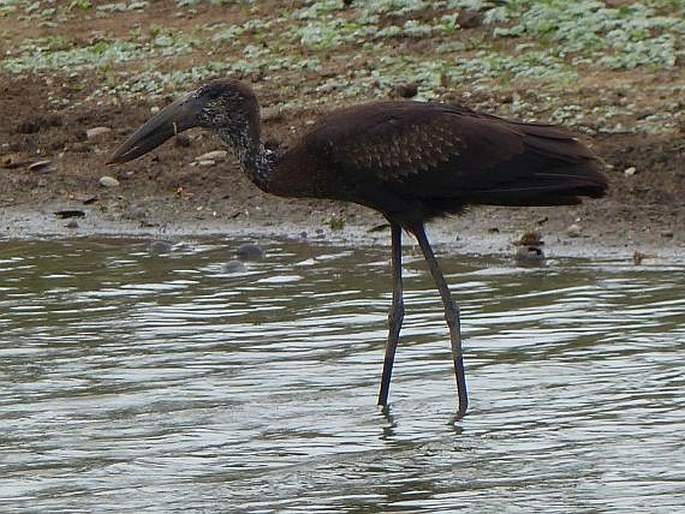 Anastomus lamelligerus, zejozob africký