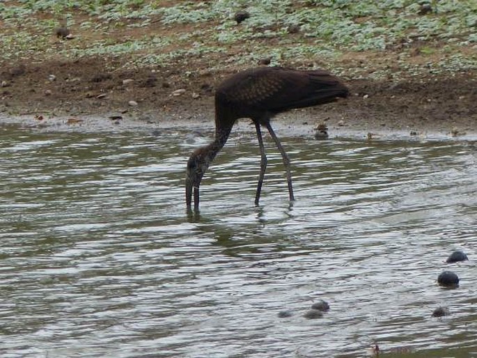 Anastomus lamelligerus, zejozob africký