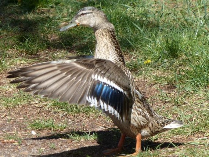 Anas platyrhynchos Linnaeus, 1758; kachna divoká