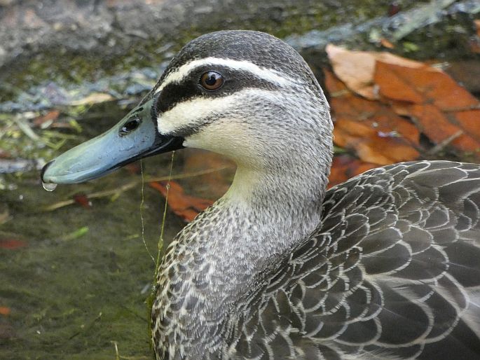 Anas superciliosa, kachna proužkovaná