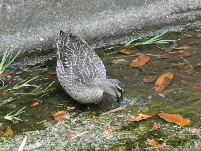 Anas superciliosa, kachna proužkovaná