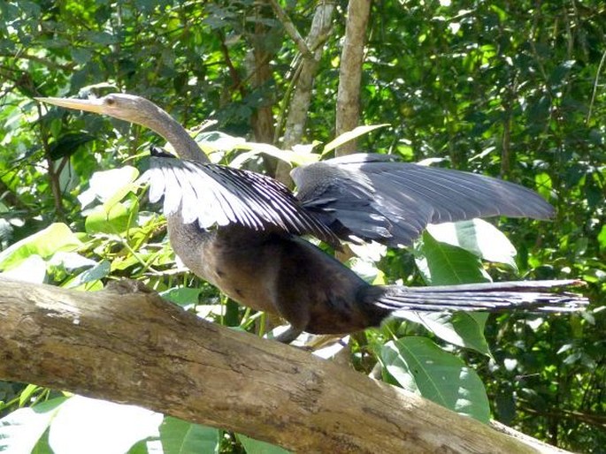 Anhinga anhinga, anhinga americká