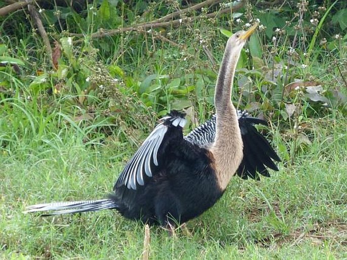 Anhinga anhinga (Linnaeus, 1766); anhinga americká