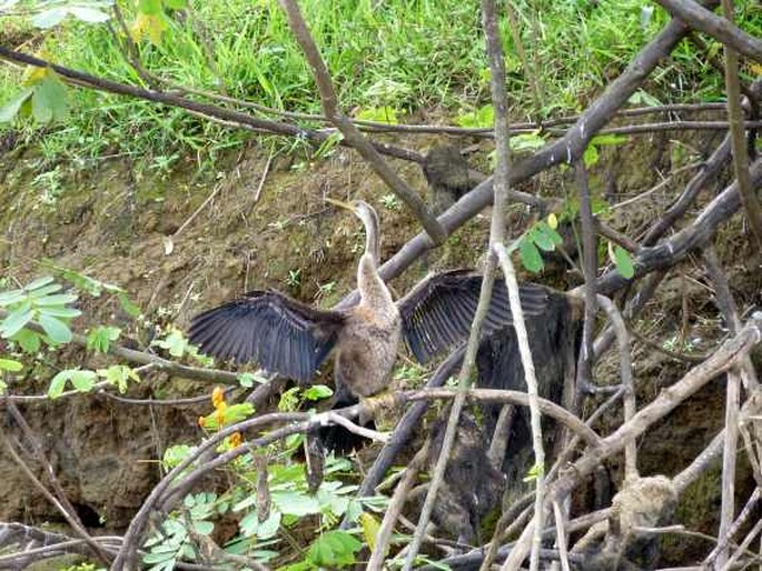 Anhinga anhinga, anhinga americká