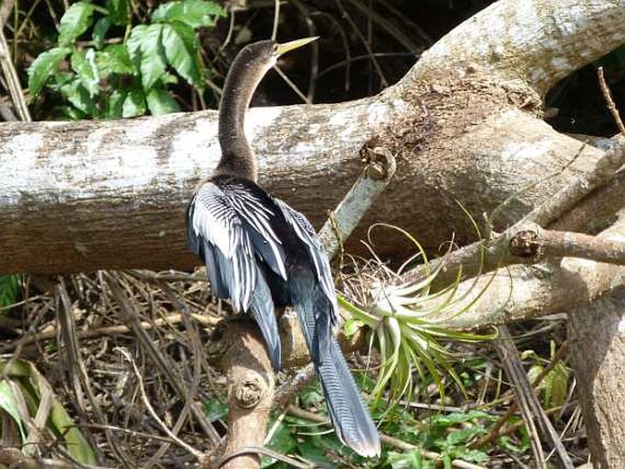 Anhinga anhinga, anhinga americká