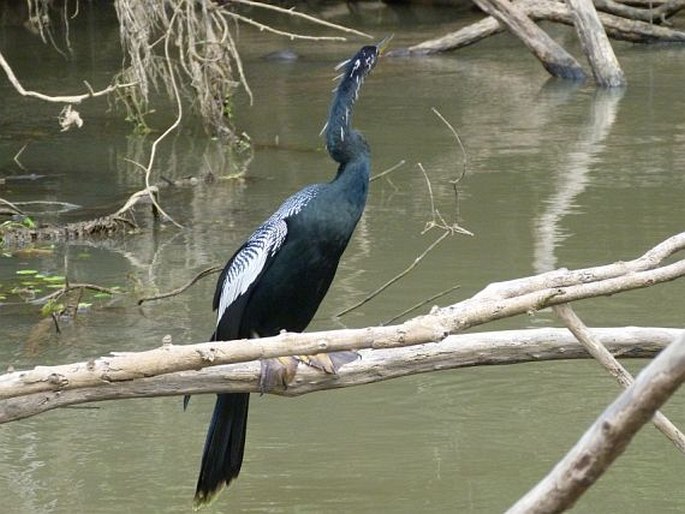 Anhinga anhinga, anhinga americká